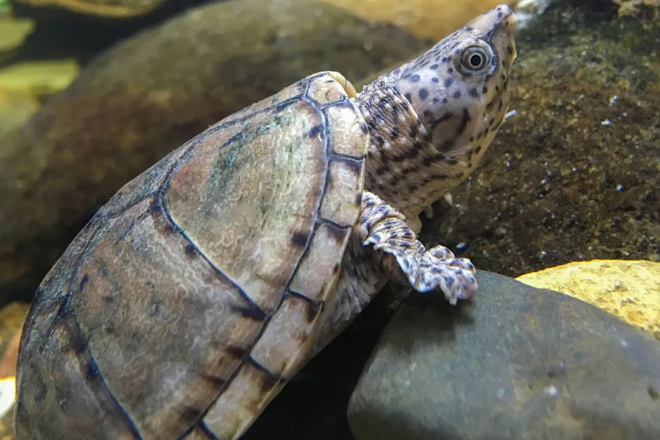 A loggerhead musk turtle.Credit: Getty