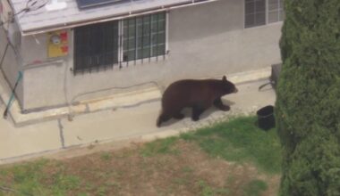 LIVE: Bear tranquilized after roaming San Fernando Valley neighborhood