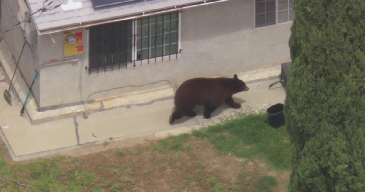 LIVE: Bear tranquilized after roaming San Fernando Valley neighborhood
