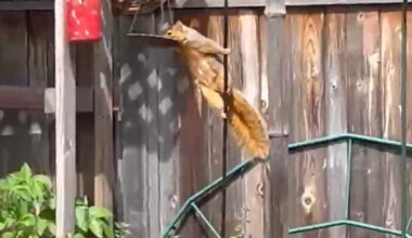 Impressive 'pole dancing' squirrel in Oakland caught on video