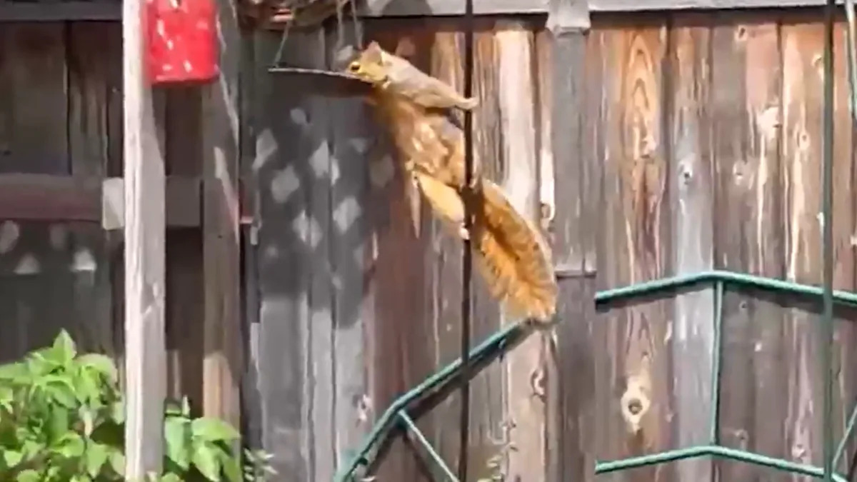 Impressive 'pole dancing' squirrel in Oakland caught on video