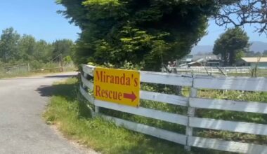 California animal rescue accused of killing dogs for profit – NBC Bay Area