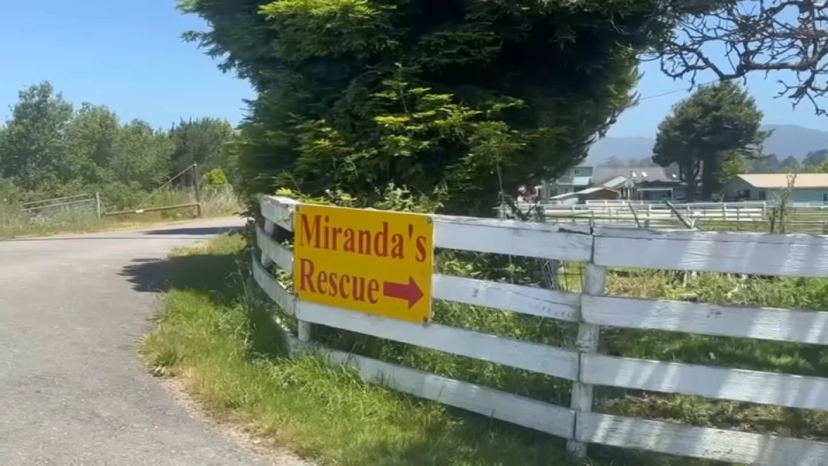 California animal rescue accused of killing dogs for profit – NBC Bay Area