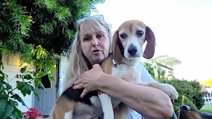 The beagles arrived in the Bay Area on Mother’s Day, after the nearly 2,000 mile trek to start their life as free pups.
