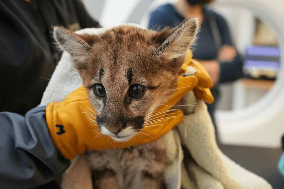 Rescued mountain lion cubs Crimson and Clover (pictured) are recovering at the Oakland Zoo after separate rescues in California. The young cubs have become viral favorites as zoo staff prepares to introduce them. (Oakland Zoo)