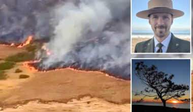 Rare species threatened by devastating California island wildfire