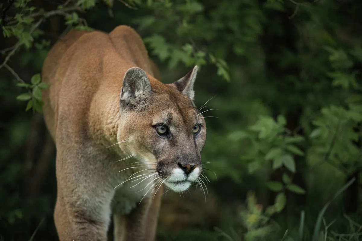 Northern California county declares mountain lions ‘imminent threat'