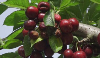 California cherry farmers weigh disaster declaration after late rains damage crops
