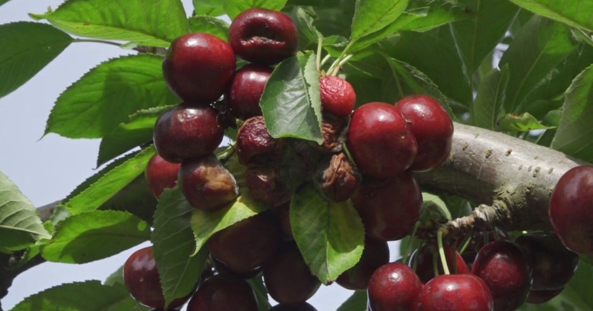 California cherry farmers weigh disaster declaration after late rains damage crops