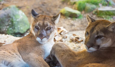 Mountain lion sightings near California homes are fueling growing tensions