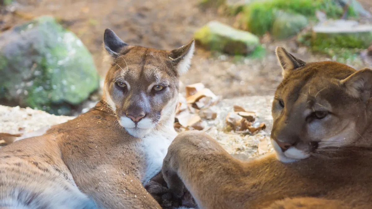 Mountain lion sightings near California homes are fueling growing tensions