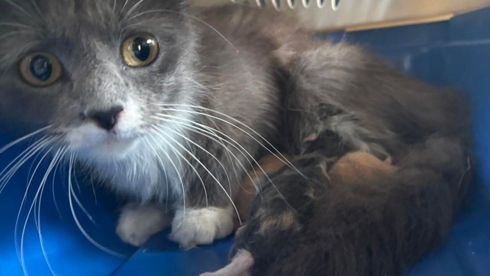 More than 100 cats, including dozens of sick kittens, were rescued from unsanitary conditions at a Tennessee property. (Humane Society of Dickson County)