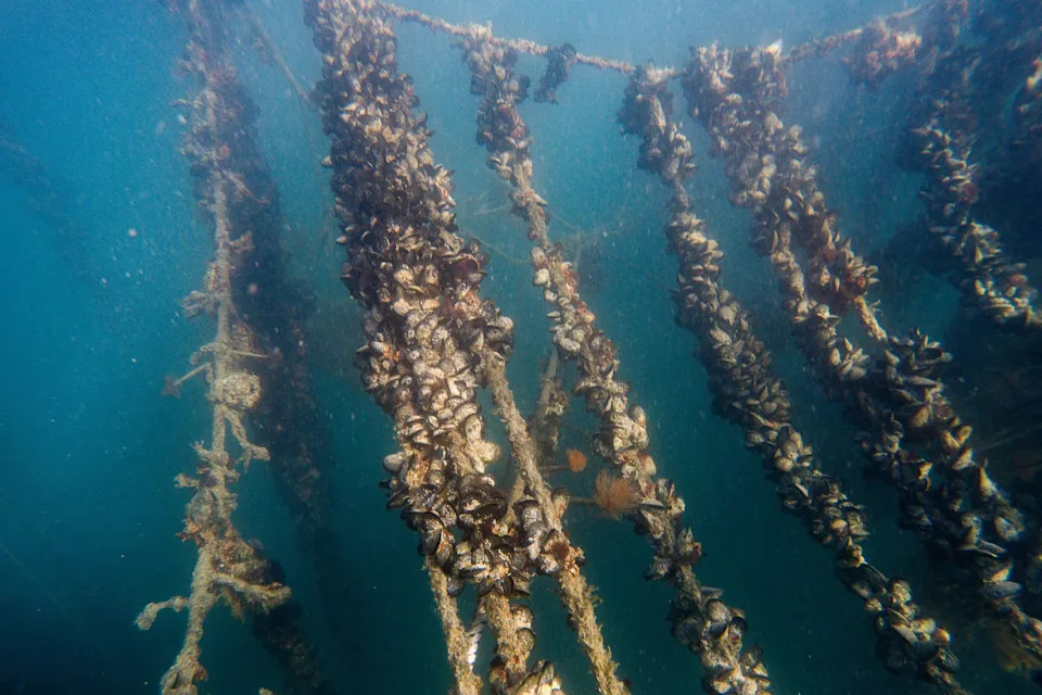 A view of the mussels in the ocean.