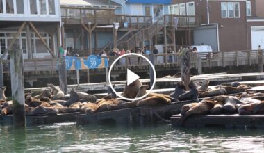 Chonkers the Sea Lion Draws Crowds in San Francisco