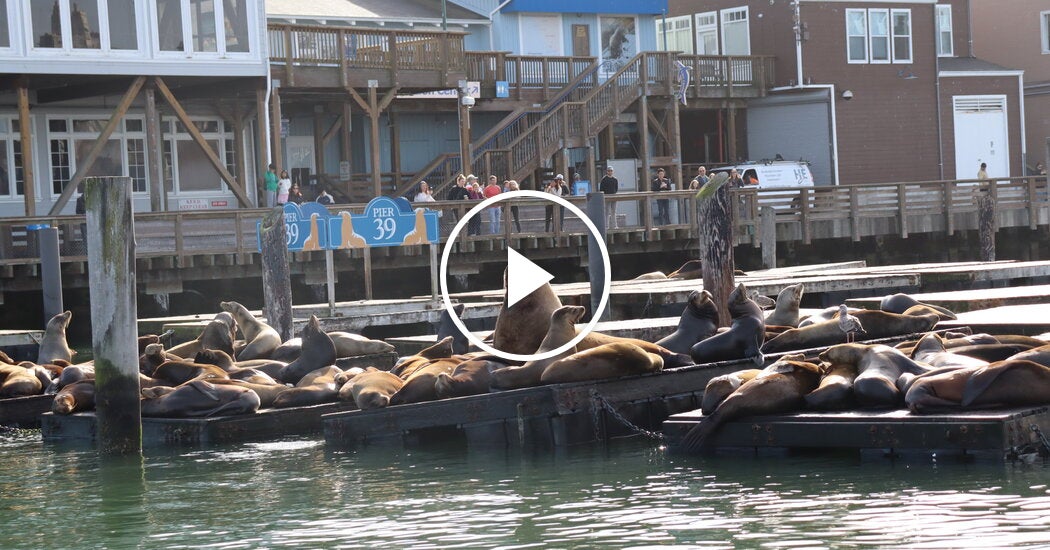 Chonkers the Sea Lion Draws Crowds in San Francisco