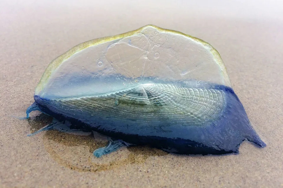 FILE: Close-up of a Velella velella sitting on sand after washing up on the shore. (Autum Sasala/Getty Images)