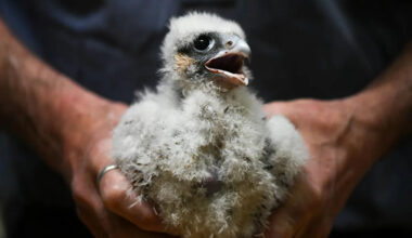 Watch San Jose Falcons Dive-Bomb Researchers Tagging Their Chicks at City Hall