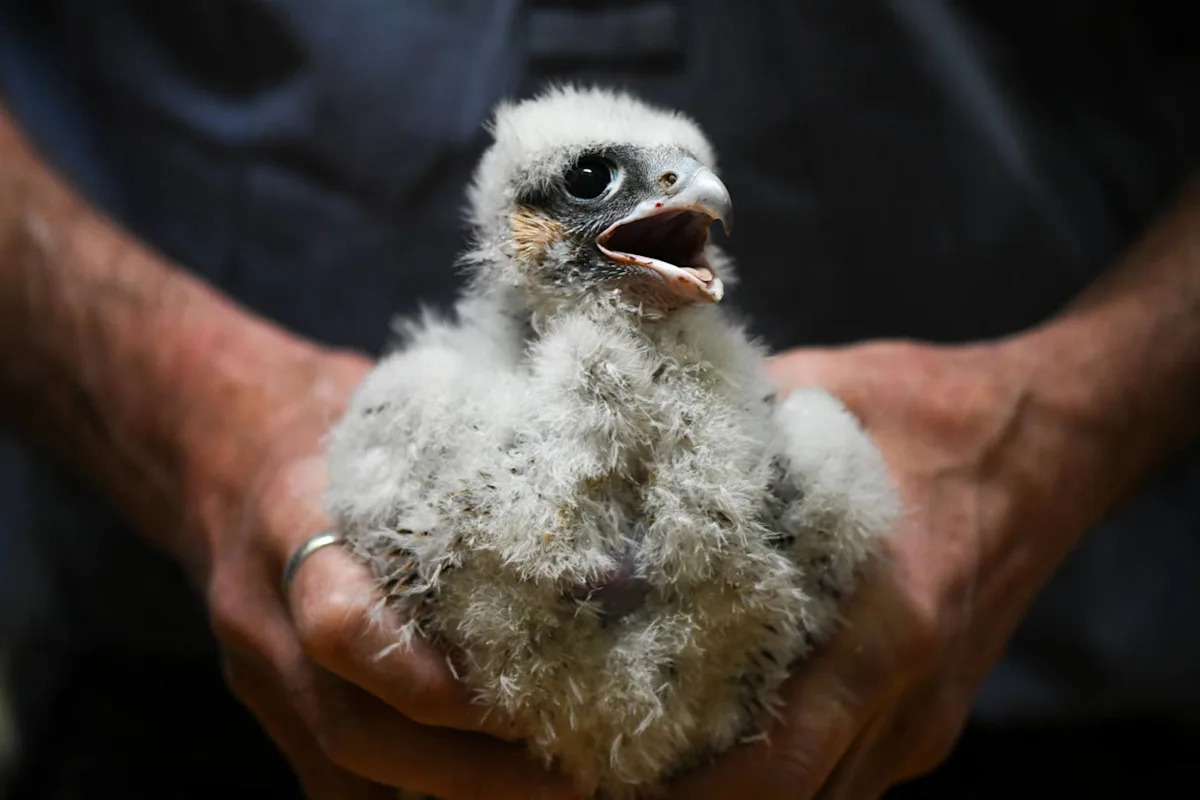 Watch San Jose Falcons Dive-Bomb Researchers Tagging Their Chicks at City Hall