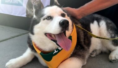 A's, Sacramento SPCA pitch adoptable dogs to fans at Tuesday home games