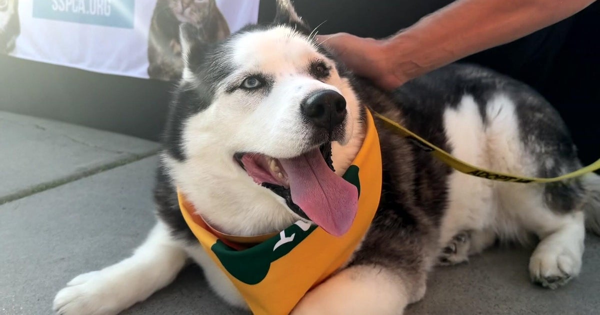 A's, Sacramento SPCA pitch adoptable dogs to fans at Tuesday home games