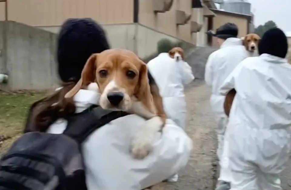 Ridglan has denied that it mistreats the animals.