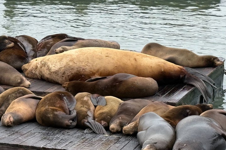 Chonkers, a giant Steller sea lion, lies at center with other sea lions.