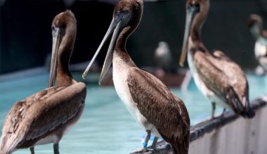 Record ocean heat off California coast echoes ‘Blob,’ killing seabirds and reshaping weather outlook | National News