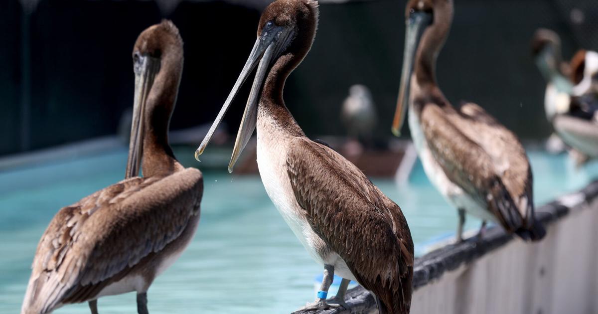 Record ocean heat off California coast echoes ‘Blob,’ killing seabirds and reshaping weather outlook | National News