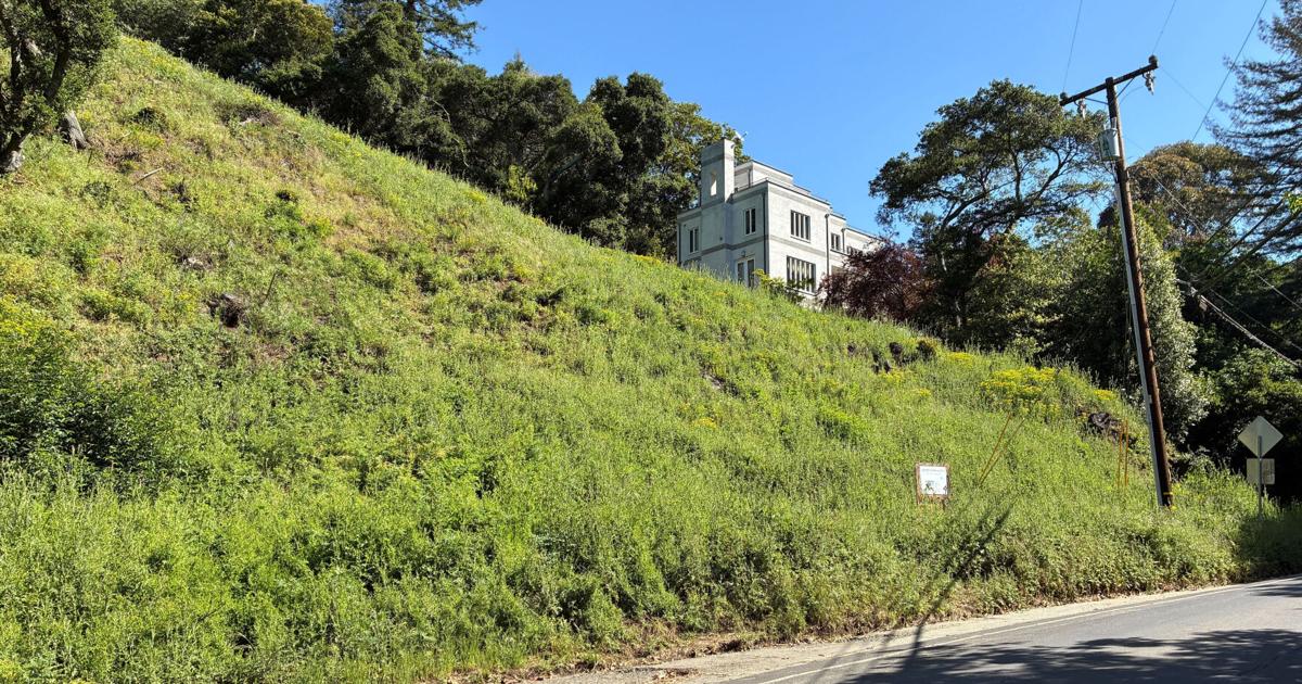 California landowners who cut 38 trees in Oakland hills hit with $915,000 fine | National News