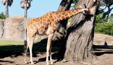 SF may loan its ailing zoo up to $8.5 million for turnaround | Politics