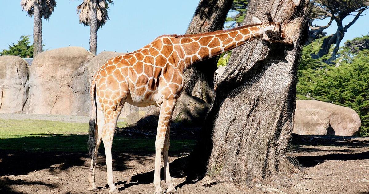 SF may loan its ailing zoo up to $8.5 million for turnaround | Politics