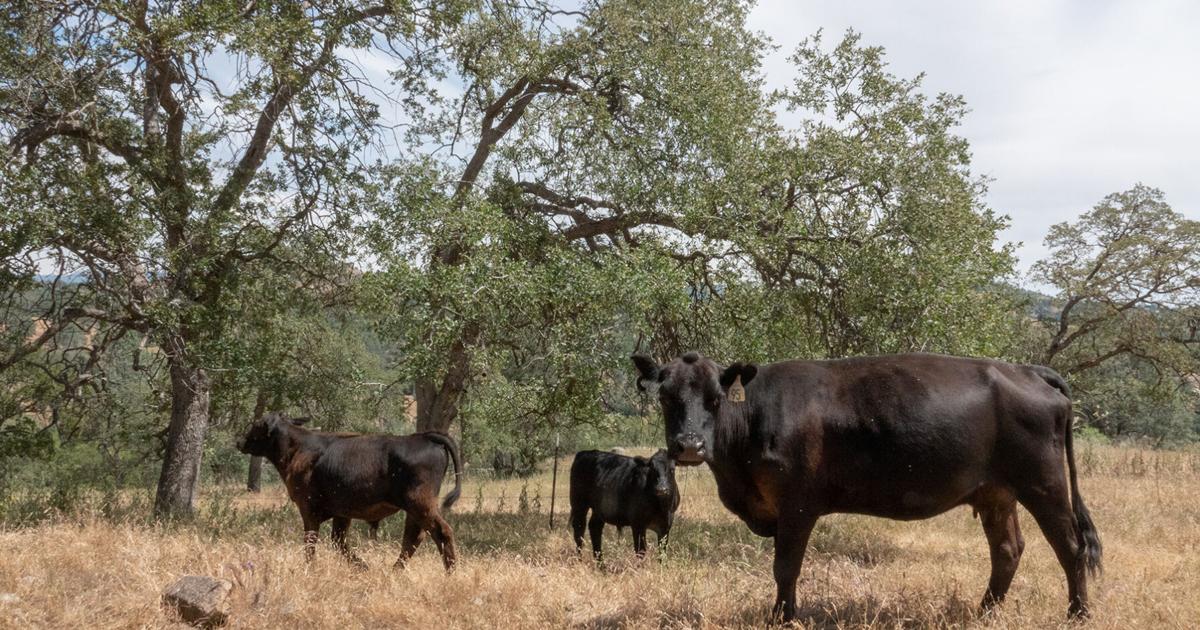 A case for California’s cryptids | Commentary