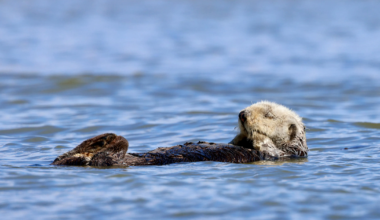 Lawyer: There's no need to punish fishermen to protect otters | California
