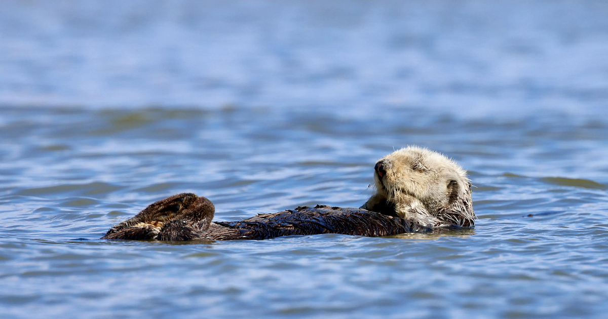 Lawyer: There's no need to punish fishermen to protect otters | California