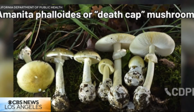 Southern California family's dog dies after eating death cap mushroom during walk | News