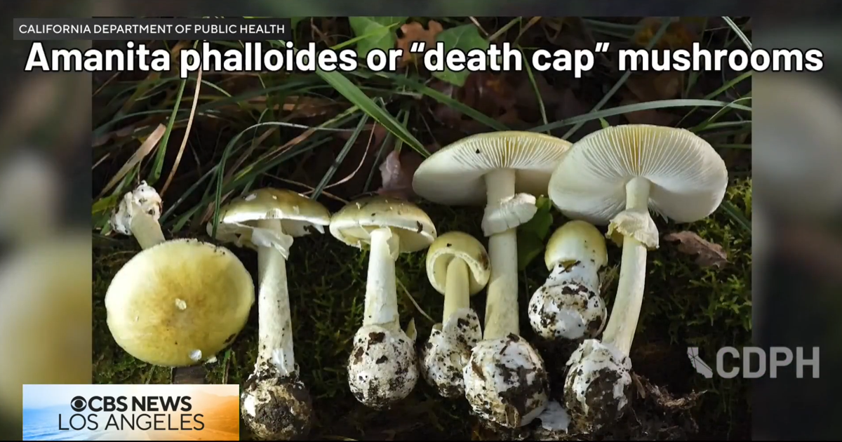 Southern California family's dog dies after eating death cap mushroom during walk | News