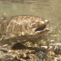 Chinook salmon fishing returns to Sacramento, Klamath, and Trinity Rivers after 3-year ban | News