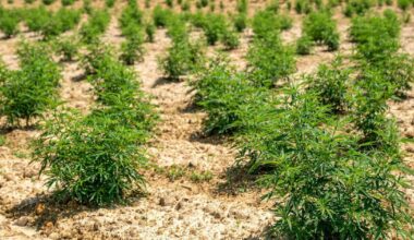 Licensed cannabis growers outpace government bans in deterring unlicensed farms, study shows | Research And Ideas
