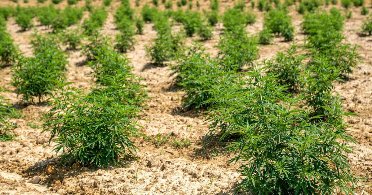 Licensed cannabis growers outpace government bans in deterring unlicensed farms, study shows | Research And Ideas
