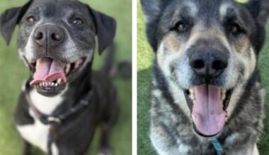 Pet adoption in Los Angeles | Pets And Wildlife