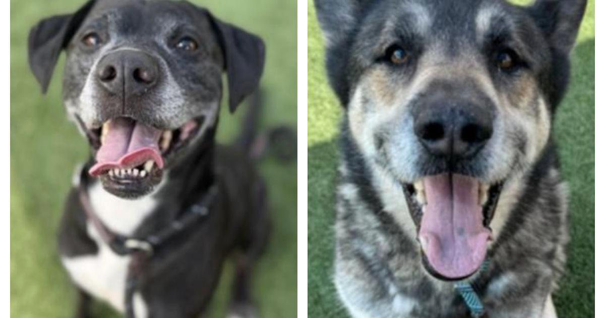 Pet adoption in Los Angeles | Pets And Wildlife