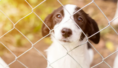 10 Animal Welfare Nonprofits Changing the San Francisco Bay Area: Vanessa Getty's SF Bay Humane Friends and More | Marketplace