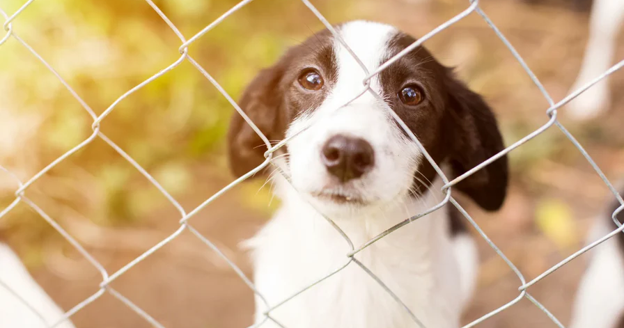 10 Animal Welfare Nonprofits Changing the San Francisco Bay Area: Vanessa Getty's SF Bay Humane Friends and More | Marketplace