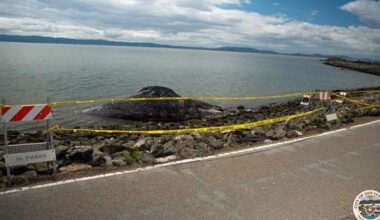 Dead gray whale found in water off California coast | News