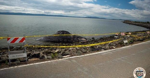 Dead gray whale found in water off California coast | News