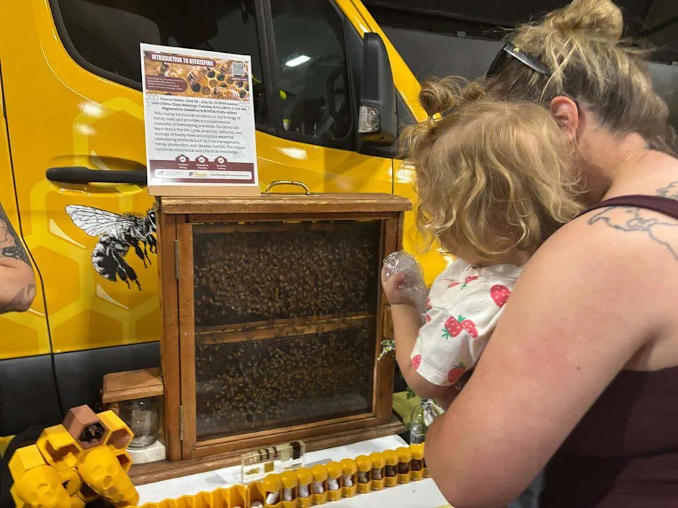 A young visitor to the California Honey Festival in Woodland watches a colony of bees in a live observation hive on Saturday.