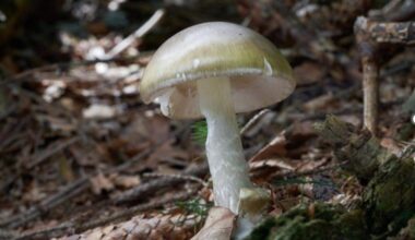 3 hospitalized in Sacramento County for poisonous mushrooms amid CA-wide outbreak