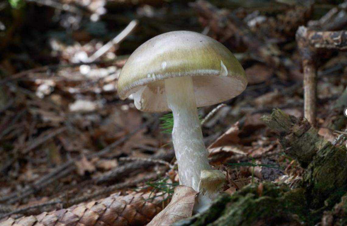 3 hospitalized in Sacramento County for poisonous mushrooms amid CA-wide outbreak