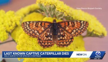 Sacramento Mountains checkerspot faces extinction risk