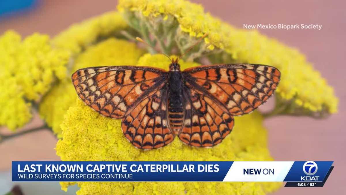 Sacramento Mountains checkerspot faces extinction risk